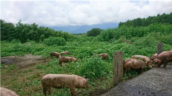 朝霧高原　放牧豚