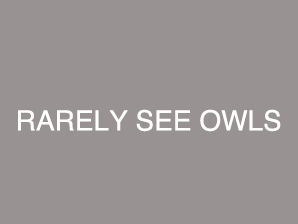 RARELY SEE OWLS
